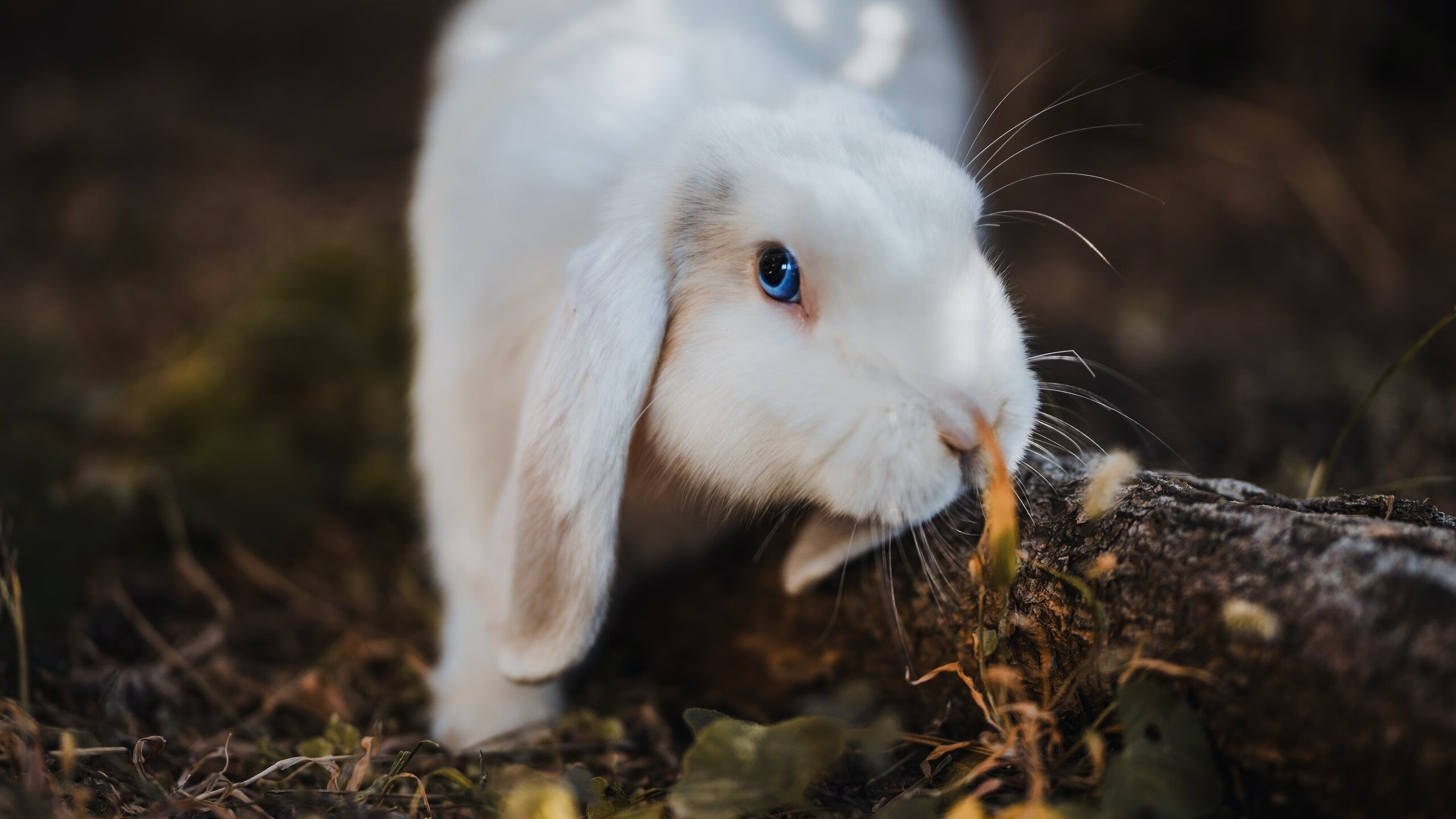 NBA球队三分战术依赖程度与胜负关系探讨,nba球员三分