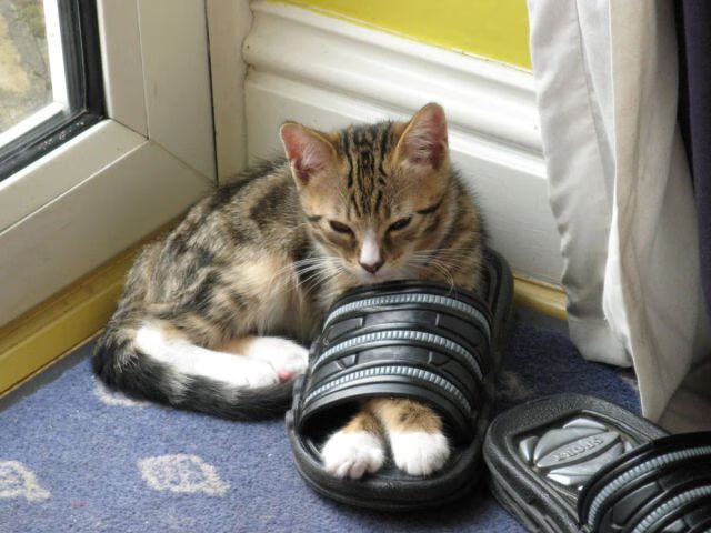 NBA球队主场优势及影响因素,nba各球队主场名字