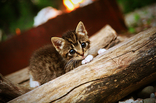 NBA球队主场氛围营造策略，nba主场氛围排名
