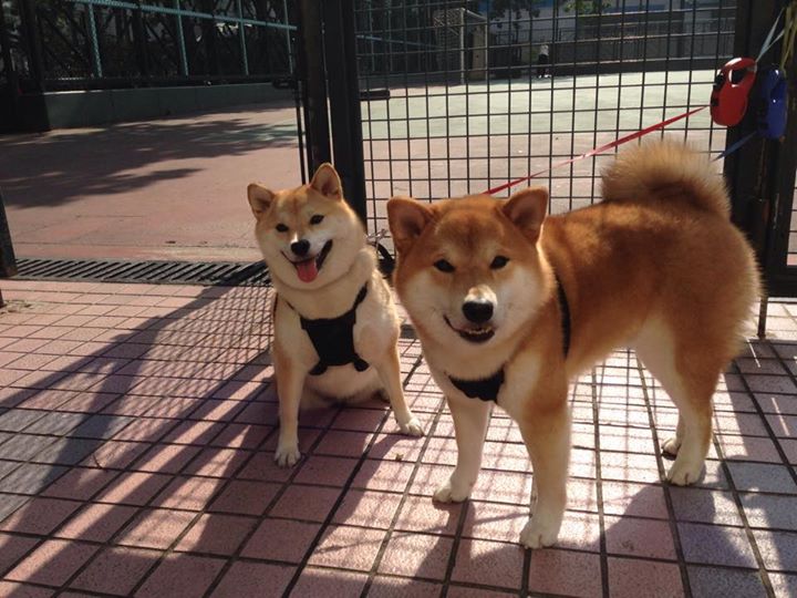 中超俱乐部外援组成模式趋势分析,中超俱乐部外援有限制吗