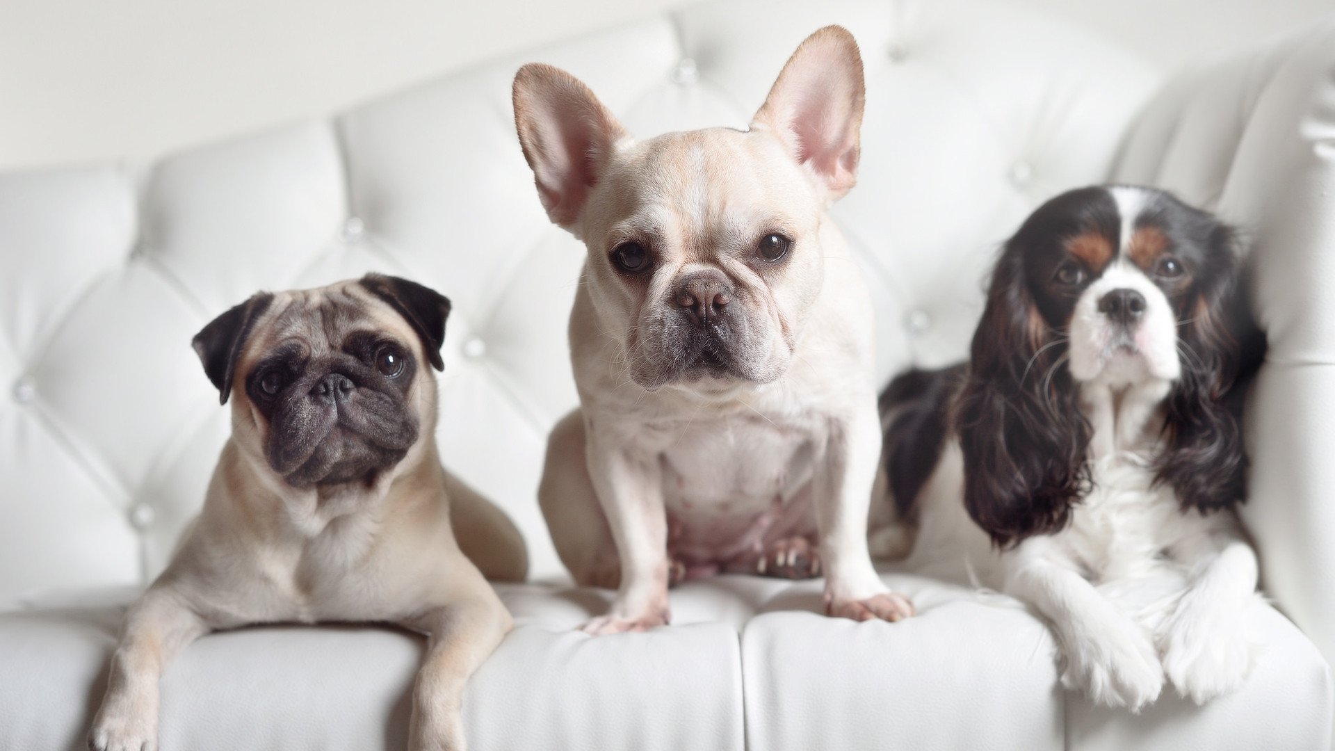 意甲“榜首之战”：尤文VS那不勒斯排名关键战