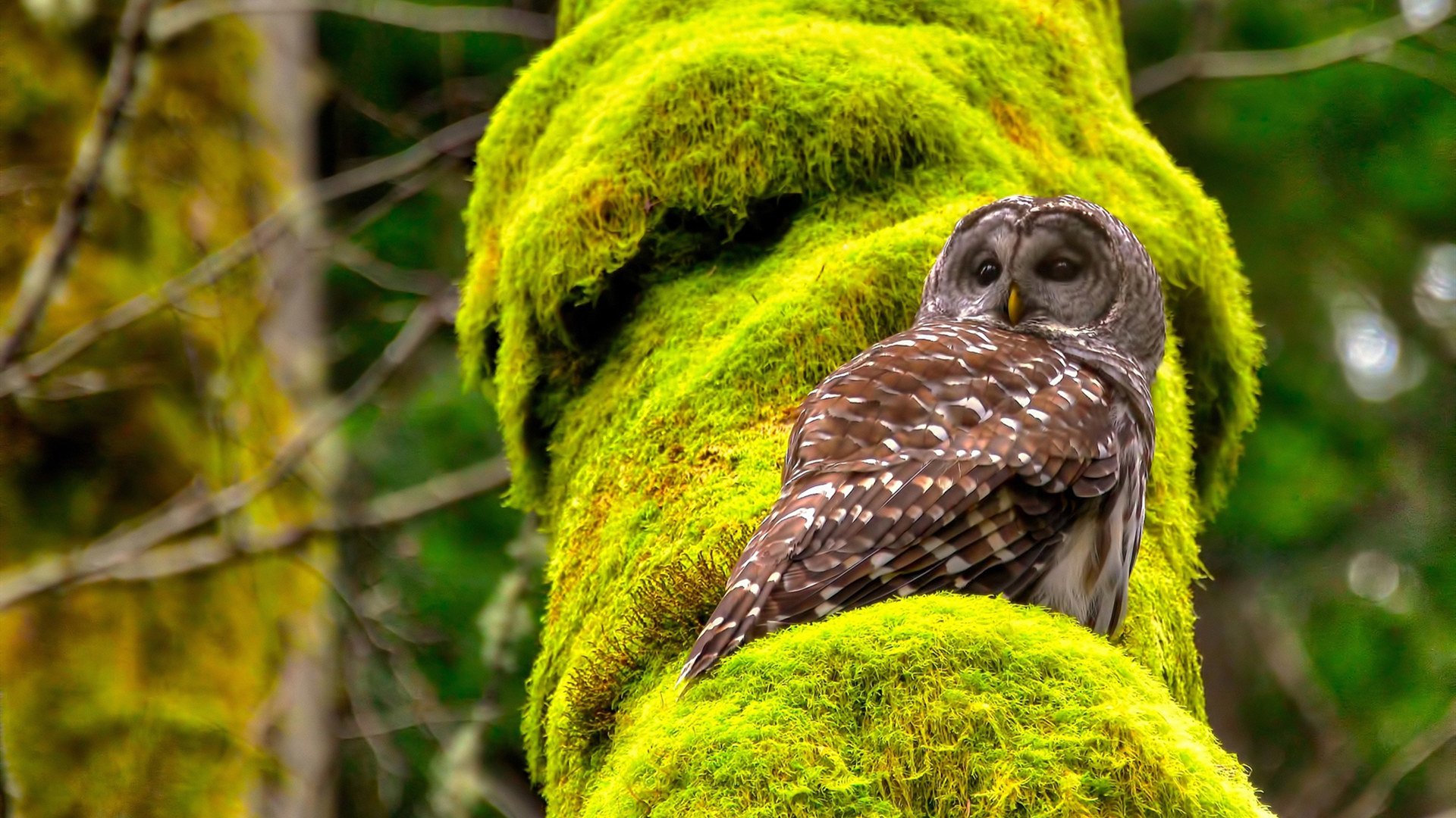 篮球运动员专项技能训练教学法创新与课程开发，篮球技能培训心得体会