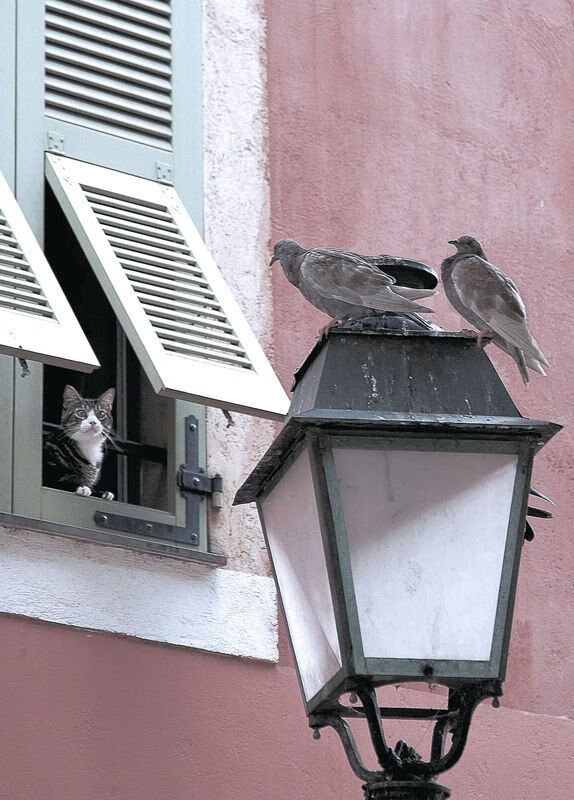 leyu乐鱼在线登录入口-“自由人”机制释放中场创造力