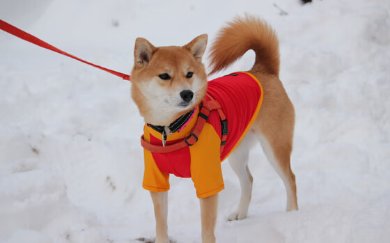 乐鱼电竞在线平台-三人传控小组建立中路优势，“三人小组”模式