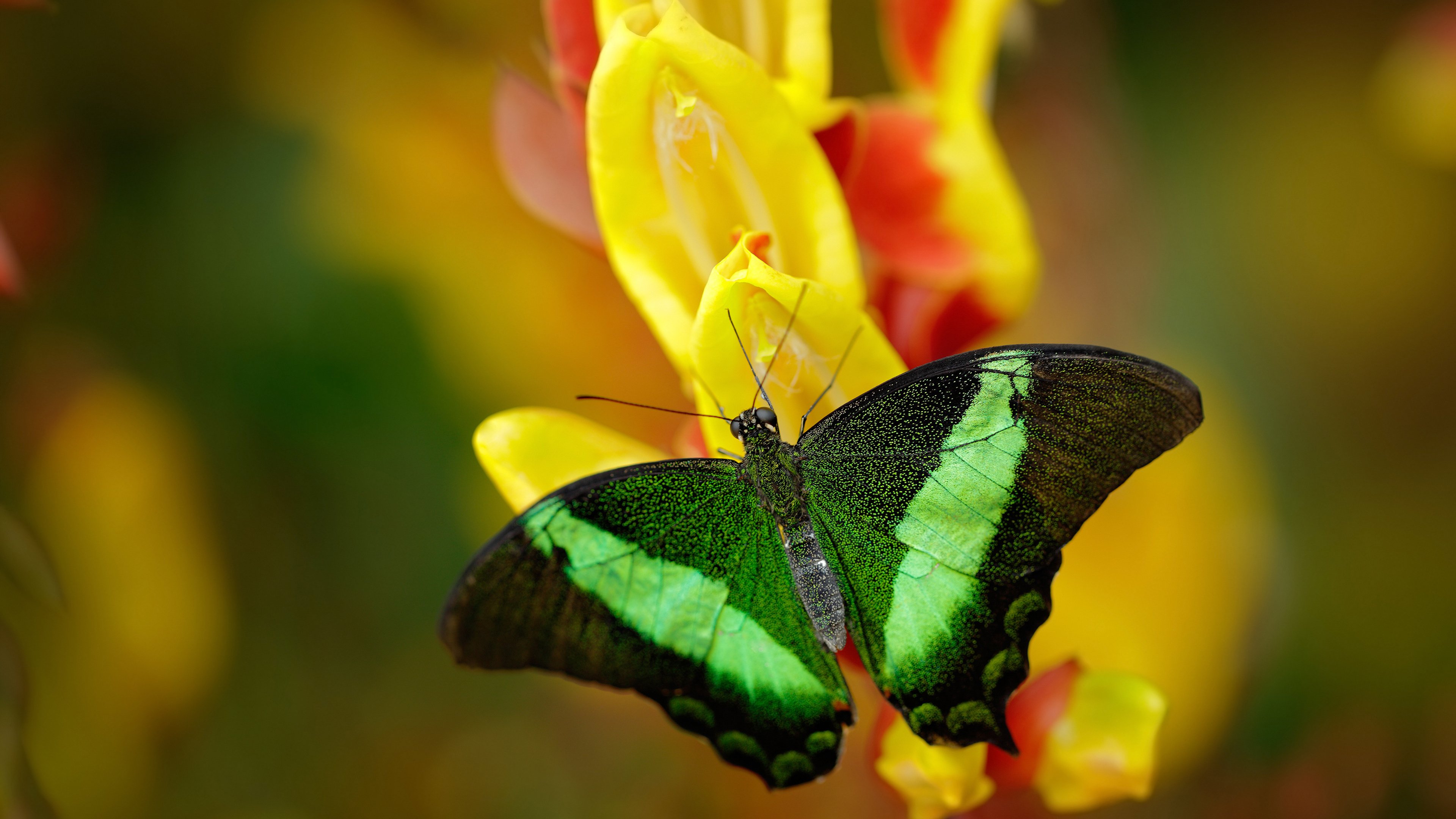 乐鱼（中国）体育官方网站-中国男子游泳队备战亚运 目标全面夺金，中国男子游泳队员名单