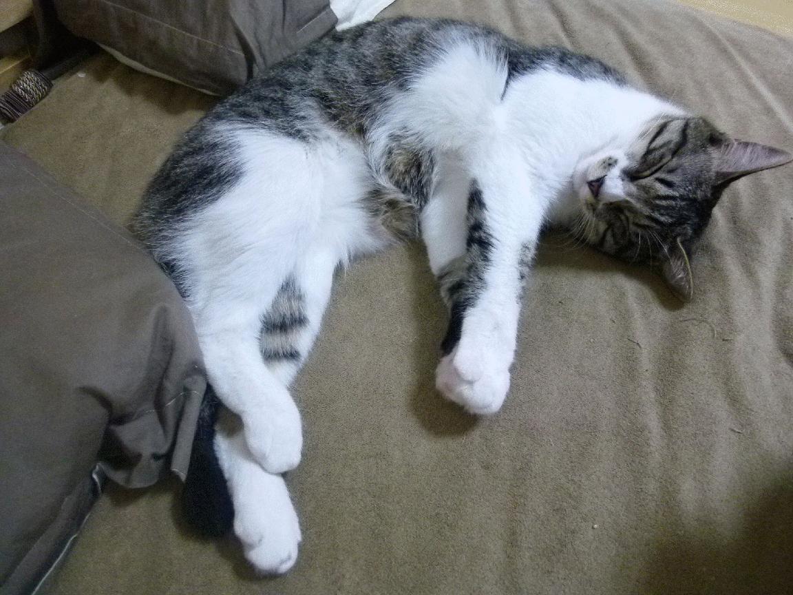 体育新闻中心参与体育内容版权国际合作项目,专业的体育新闻网站