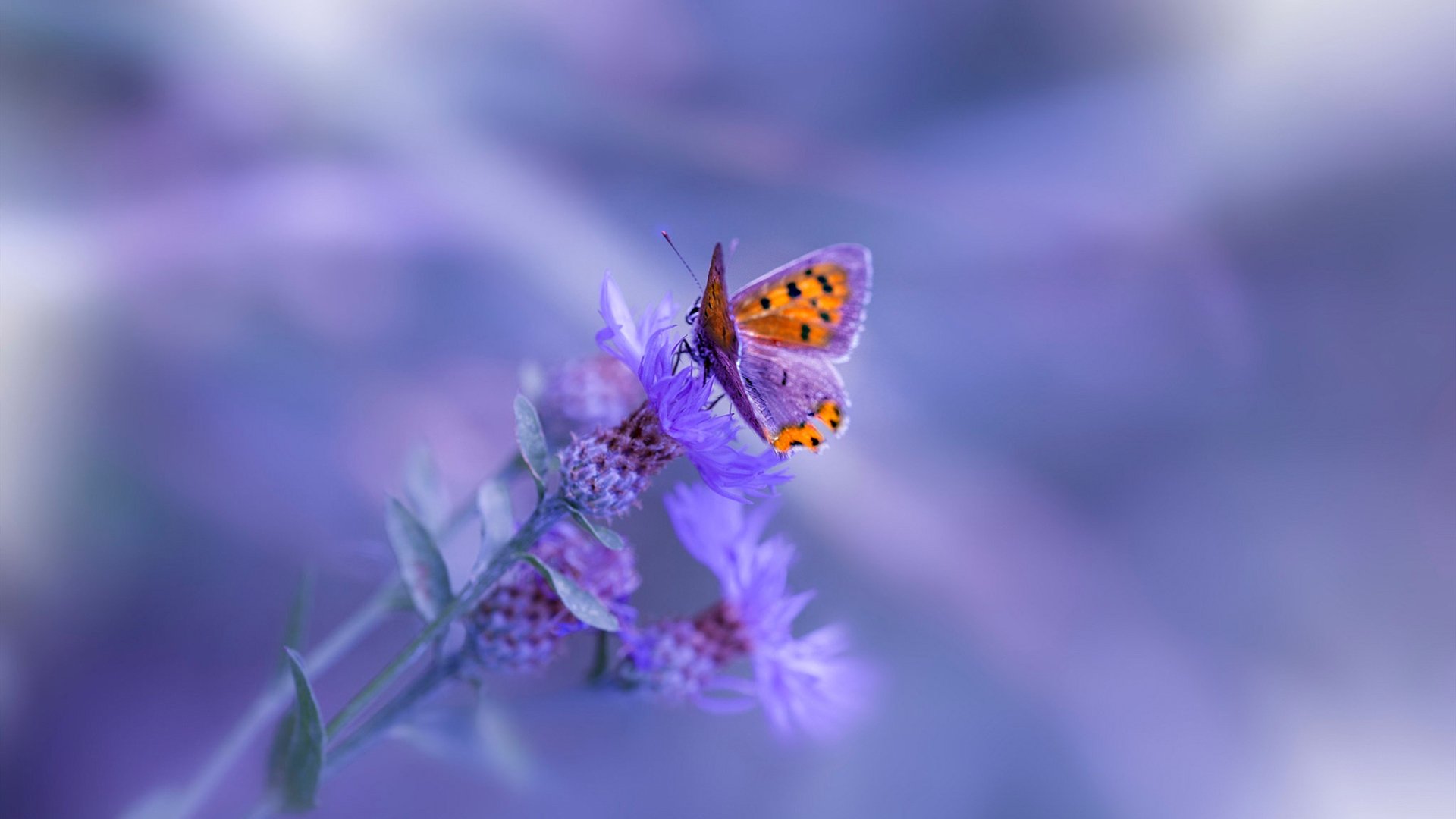 体育新闻中心启动体育新闻智能推荐引擎项目，体育新闻报道栏目