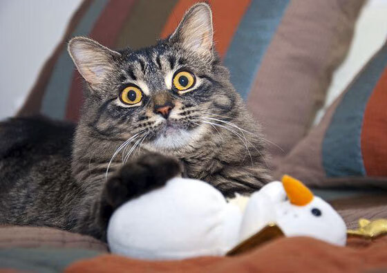 前场空间利用是否优于人数压制成为破防新手段，前场什么意思