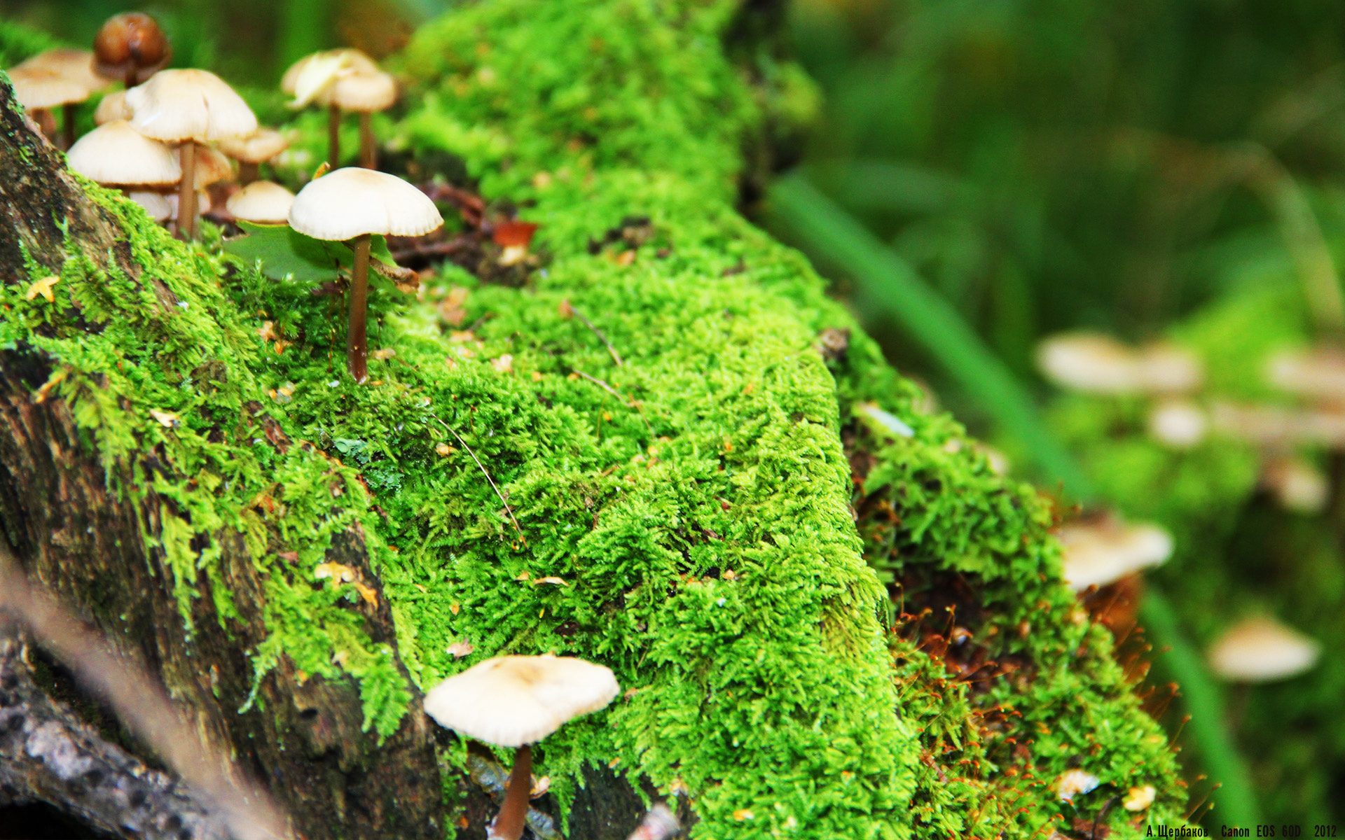 leyu乐鱼-博塔弗戈新星突破成亮点，博塔弗戈ds