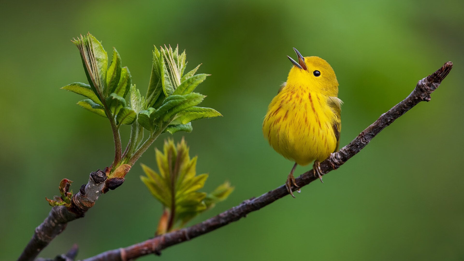 LEYU乐鱼体育官方网站-布莱顿加强空间利用拉扯对手防线，布莱顿mod