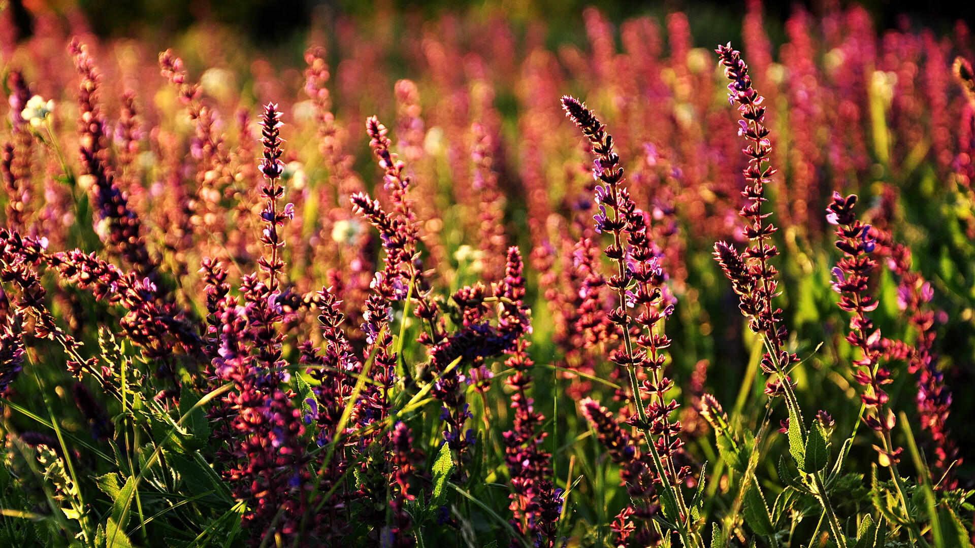 羽毛球俱乐部联赛竞争激烈 多场打满三局,羽毛球联赛比赛规则