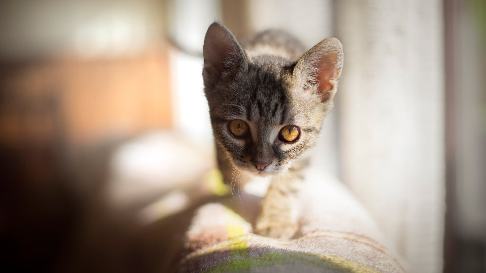 leyu乐鱼-中小学篮球编程课程试点融合科技与体育创新，小学篮球技术