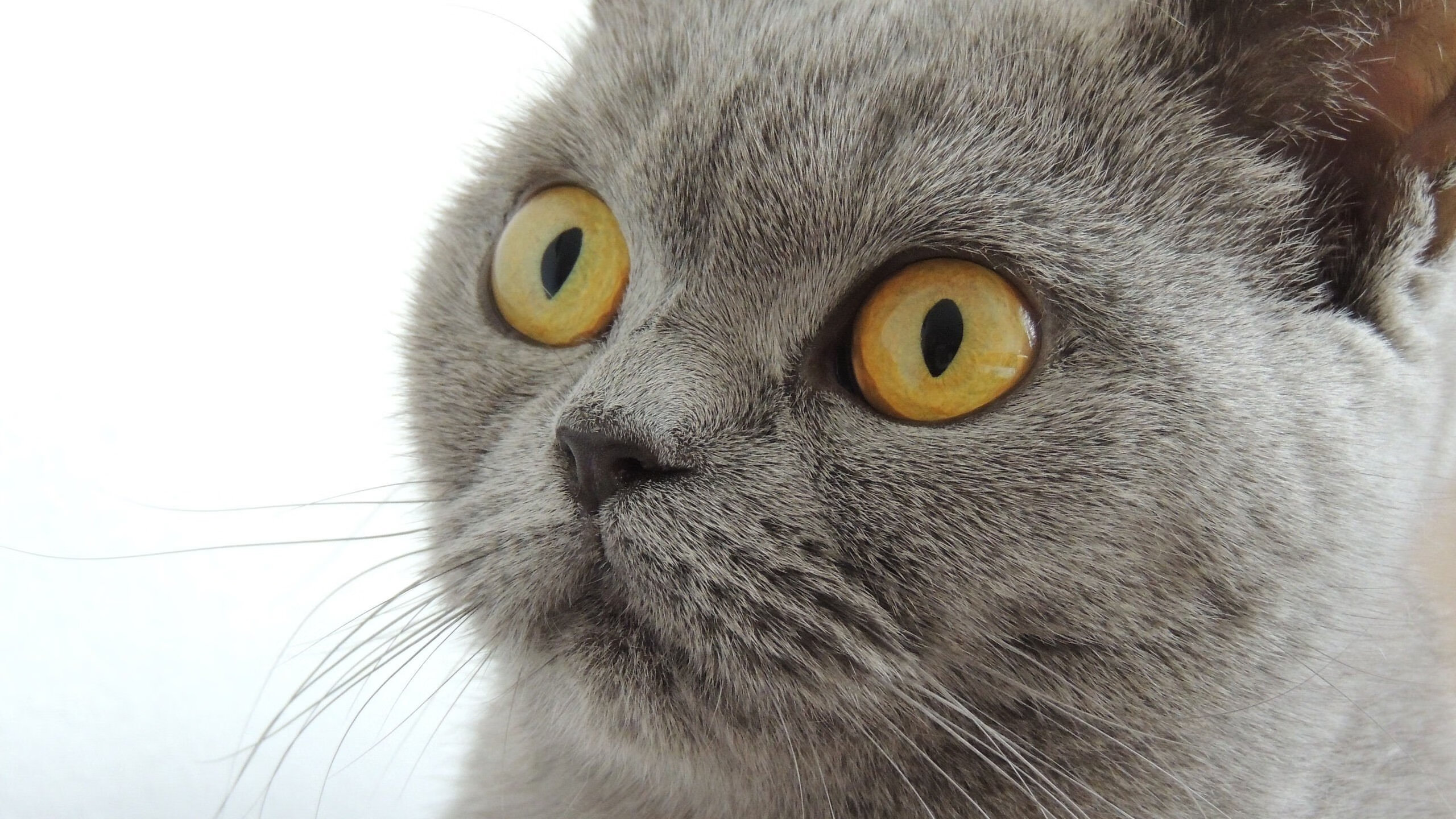 Leyu Sport下载-利物浦欧冠赛场奋力争先，目标冲击冠军