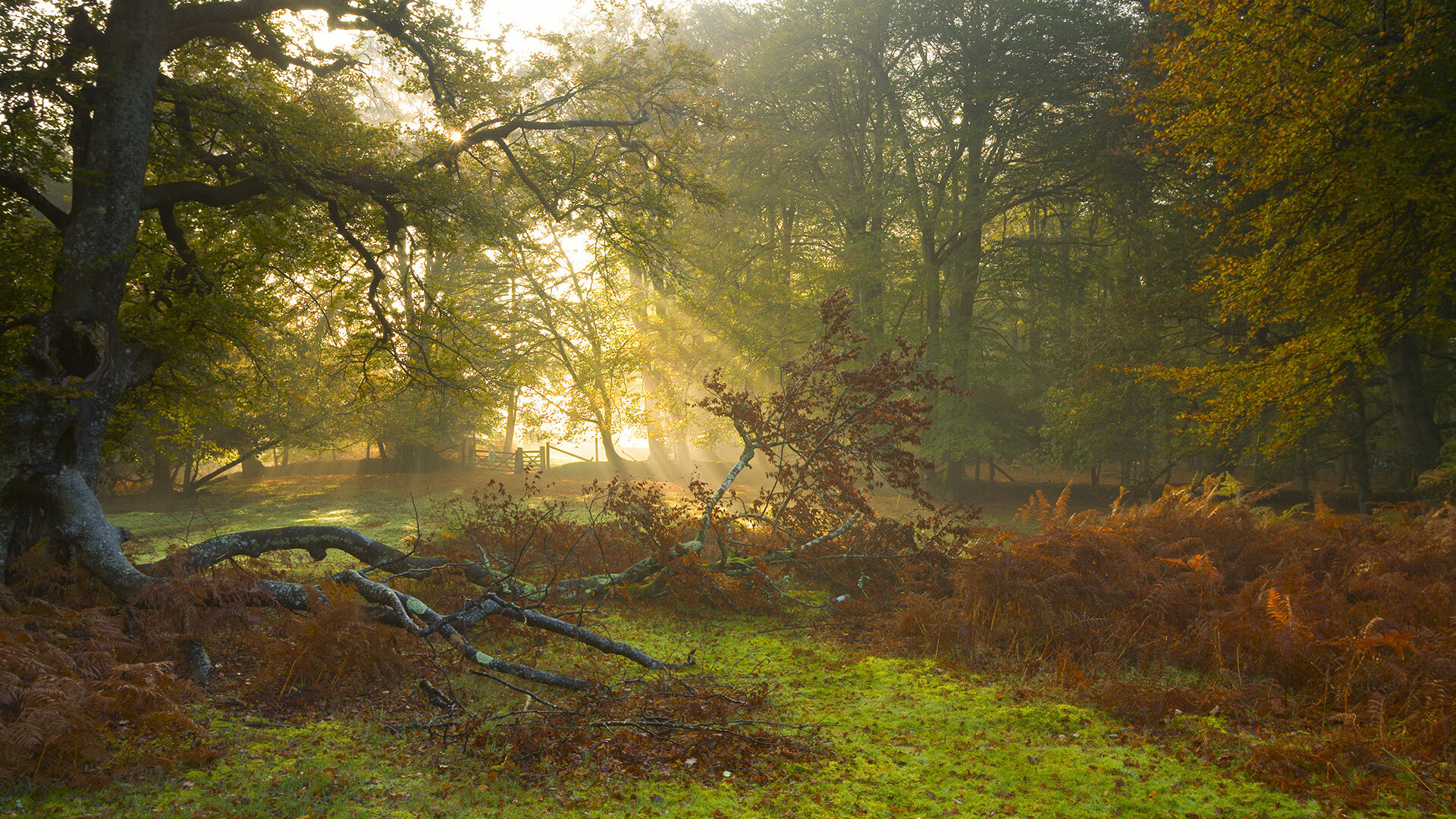 弗朗索瓦·斯图尔特:身手敏捷的中场球员,南非队进攻核心之一