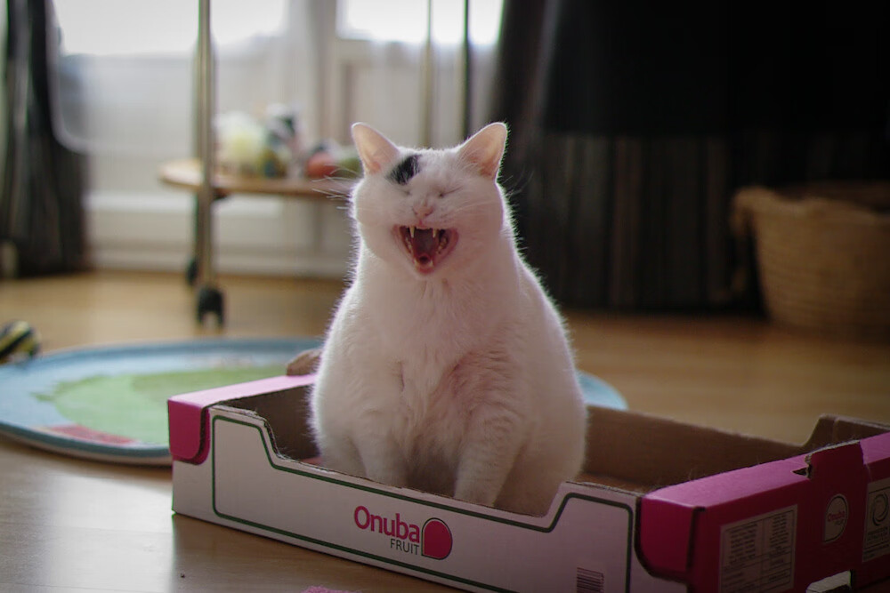 leyu乐鱼-职业球员体能训练方案个性化设置保障状态稳定输出，球员体育