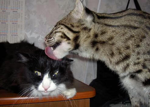 自由泳接力赛吉尔吉斯斯坦逆转取胜,吉尔吉斯斯坦游泳运动员