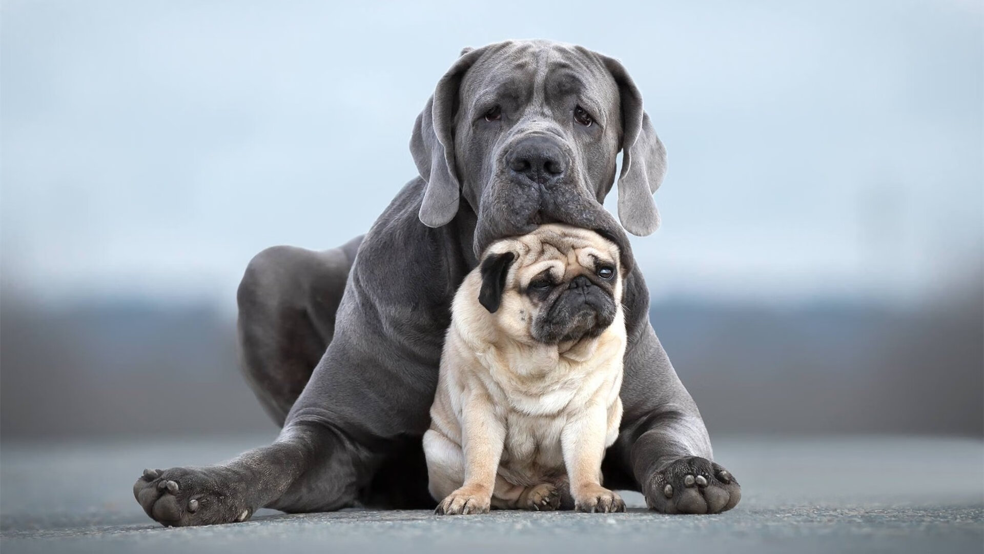 苏炳添新纪录被写入体育教材推广,苏炳添授课
