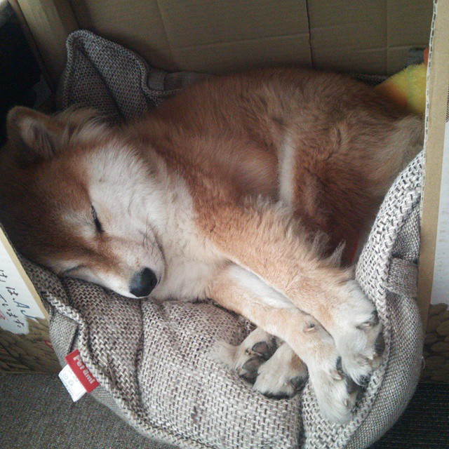 leyu乐鱼-跳水南非女队实现三连晋级，南非跳远运动员