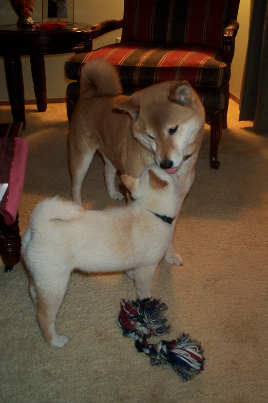 阿根廷队在世界杯决赛中加时击败法国，封王夺冠，上届世界杯阿根廷对战法国