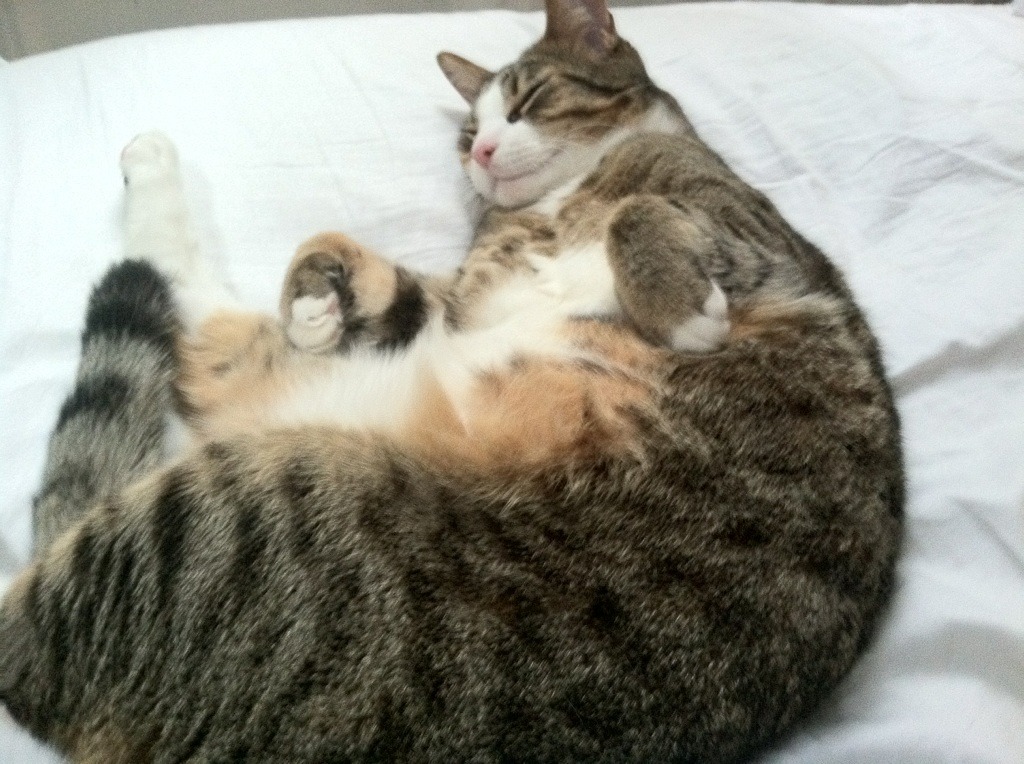 LeyuSports-1亿转会费新星助阵欧冠，尤文多特大战背后玄机，尤文转会投入